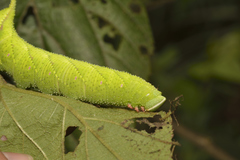 Smerinthinae