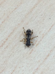 Phyllobaenus pallipennis
