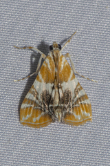 Macaretaera hesperis