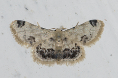 Idaea micra