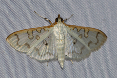 Palpita annulifer