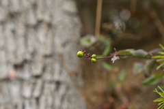 Lonicera hispidula