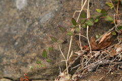 Lonicera hispidula