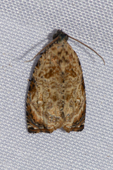 Sycacantha inopinata
