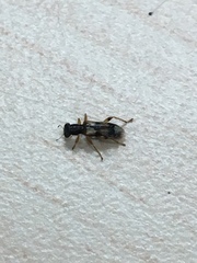 Phyllobaenus pallipennis