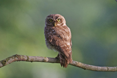 Spotted Owlet photo 2