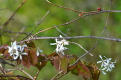 Amelanchier interior