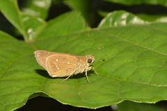 Pelopidas conjuncta