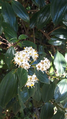 Miconia crocea