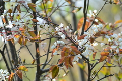 Amelanchier interior