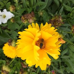 Apis mellifera