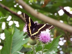 Papilio garamas garamas