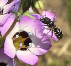 Protosmia rubifloris