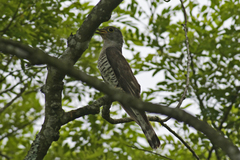 Cuculus micropterus