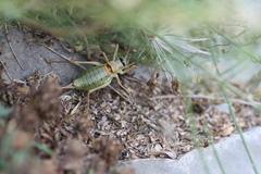 Ephippiger terrestris