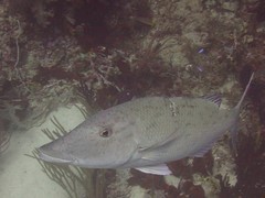 Lethrinus olivaceus