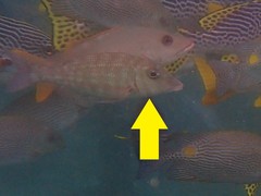 Lethrinus xanthochilus