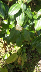 Miconia crocea