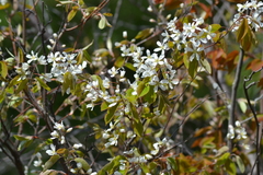 Amelanchier interior