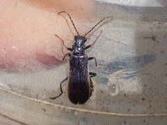 Dichelotarsus extremus