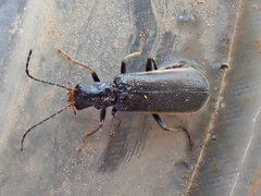 Dichelotarsus extremus