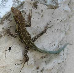 Anatololacerta pelasgiana