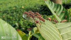 Melamphaus rubrocinctus