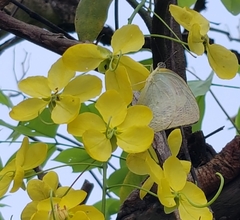 Lepidoptera