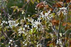Amelanchier interior