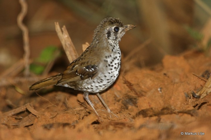 Spot-winged Thrush photo