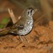 Spot-winged Thrush - Photo (c) markus lilje, some rights reserved (CC BY-NC-ND), uploaded by markus lilje