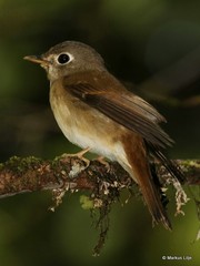 Muscicapa muttui