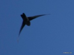 Aerodramus unicolor