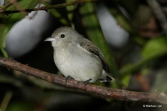 Dicaeum erythrorhynchos