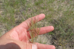 Aristida desmantha