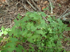 Vitis palmata