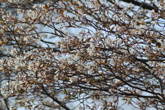 Amelanchier laevis