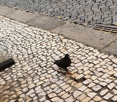 Columba livia domestica