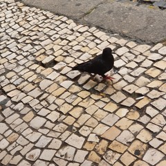 Columba livia domestica