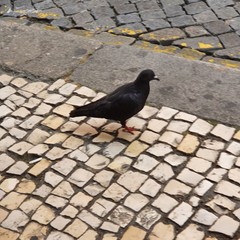 Columba livia domestica