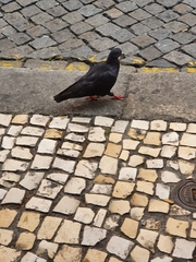 Columba livia domestica
