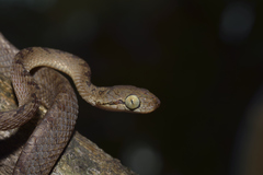 Boiga