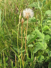 Scorzonera parviflora