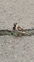 Passer domesticus