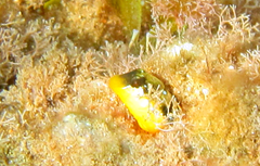 Microlipophrys dalmatinus