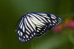 Cyclosia papilionaris