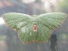 Maxates illiturata