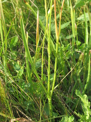 Scorzonera parviflora