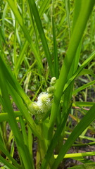 Sparganium eurycarpum
