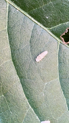 Psyllobora vigintimaculata